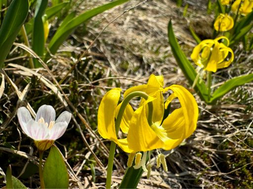 Glacier lilies and a few spring beauties along the trail.