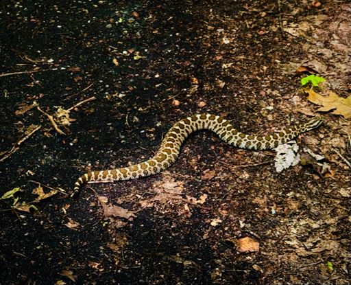 The famous Massasauga Rattlesnake. 