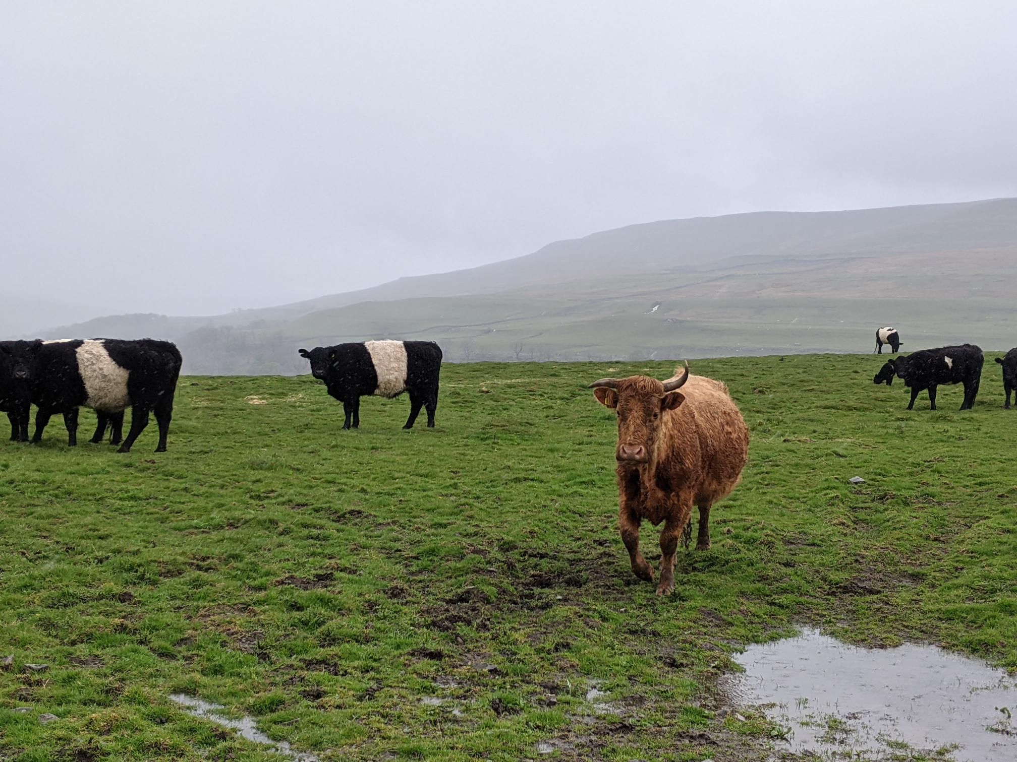 Very Wet Overnighter in Starling Busk photo 13