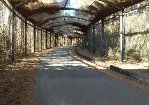 よく練習で上る坂。何だろこれ❓️松の葉っぱシェードだろうか…。