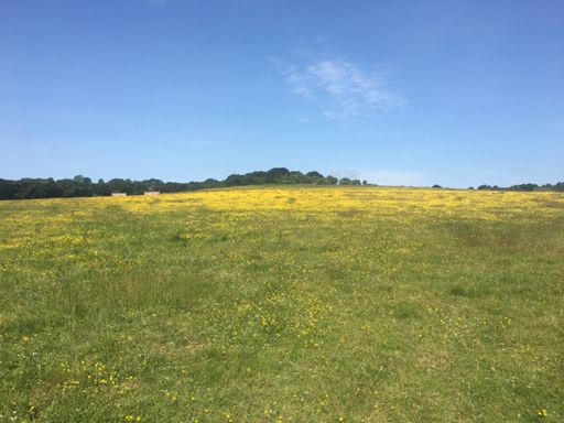 Buttercup hill