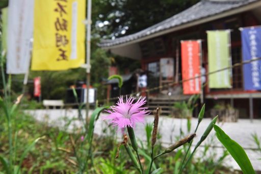 不動寺とナデシコ