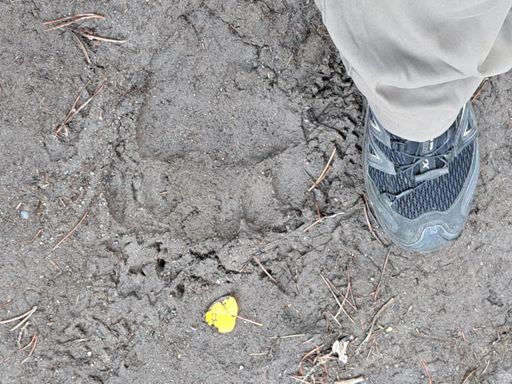 Chipmunk track? 😜