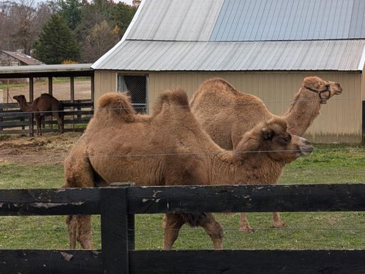 Farm with camels!