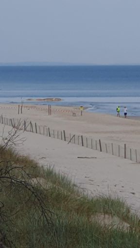 Truchło wielorybie w Wisełce