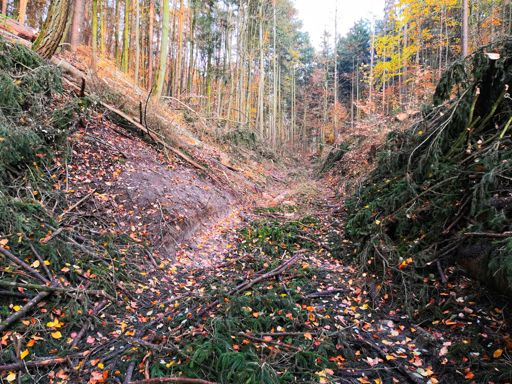 Waldarbeiten bei Buckow 😬