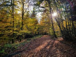 Dans ma prison dorée