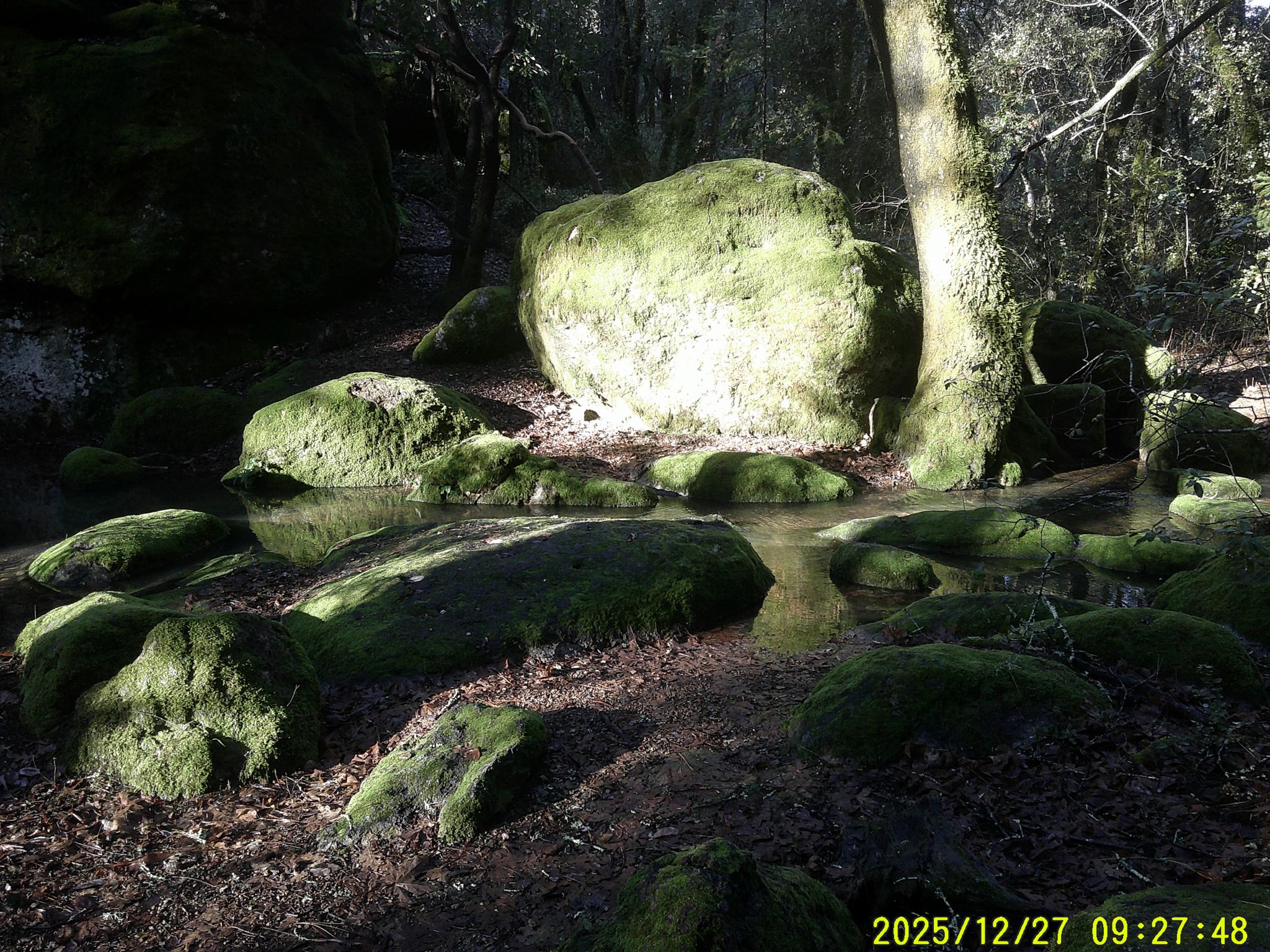 Mossy Rock Trail