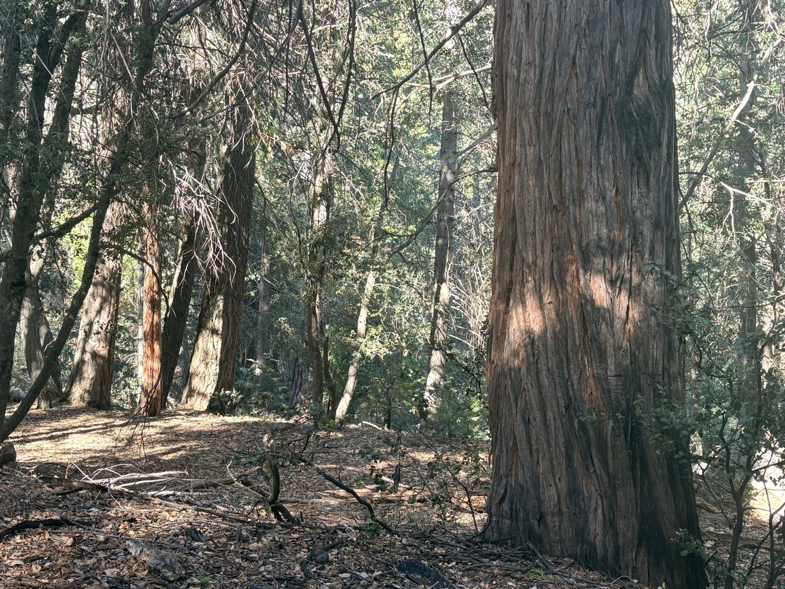 Starts next to an orange grove, then dry scrub, and the whole top is fragrant cedar trees.