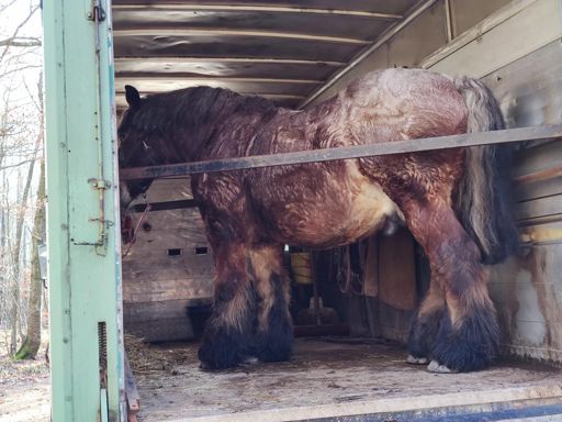 Rückepferd, Holzernte: Dem seine Wattzahlen möchte ich haben🤣