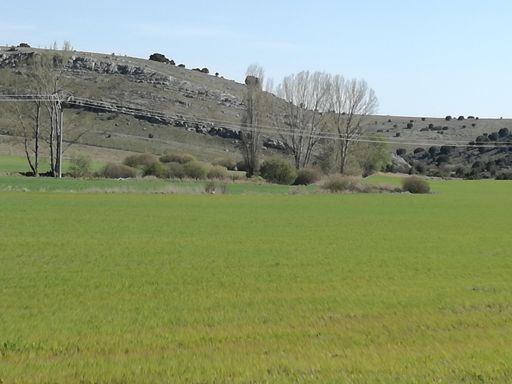 Bonito corzo parece a Bambi