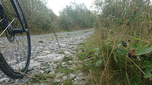 Blackberries for 2nd breakfast.