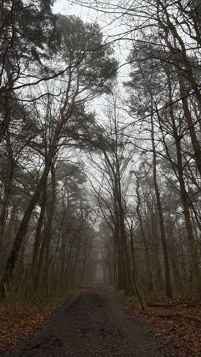 Und auch im Naturpark „Fauler See“ umhüllt der Nebel die Baumwipfel. ☁️🍂