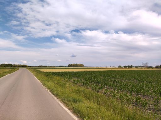 WTF? 23 czerwiec, a brzozy już żółkną jak na jesień? Chyba fest za sucho.