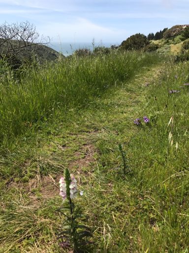 Pipeline with a view of Milagra. Here my plan to ride to Sausalito was interrupted by an urgent task to pickup Hello Kitty winnings from a high school raffle at last night's play.