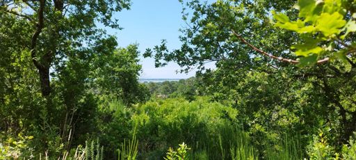 Cap Ferret au fond entre les arbres 🌲