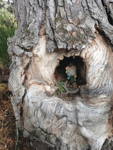 Tree Gnome