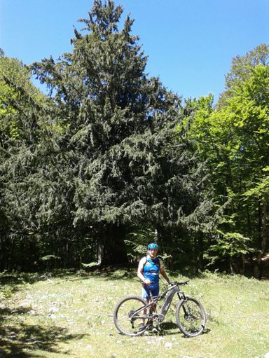 junto al tejo de otsaportillo