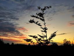 Lamproy, Grand Rougimont, Grand retour