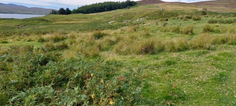 Wikipedia's Scottish Agrcultural Revolution article helps put the clearances in context: https://en.wikipedia.org/wiki/Scottish_Agricultural_Revolution