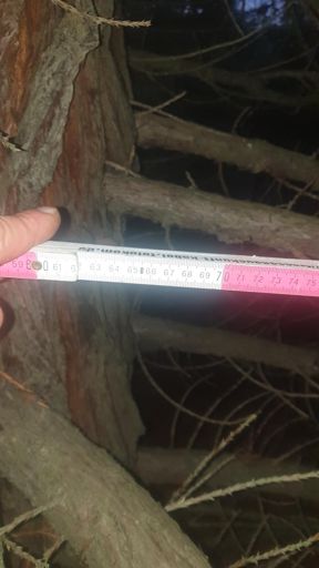 Langen (Hessen)_ID2393_BM_hinten_BHD65cm