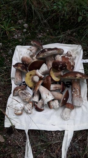 30 Minuten Steinpilze gesammelt