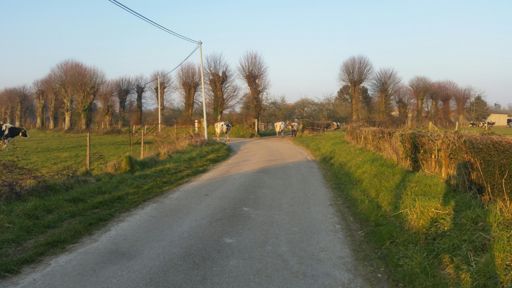 Attention traversée de bovins !
