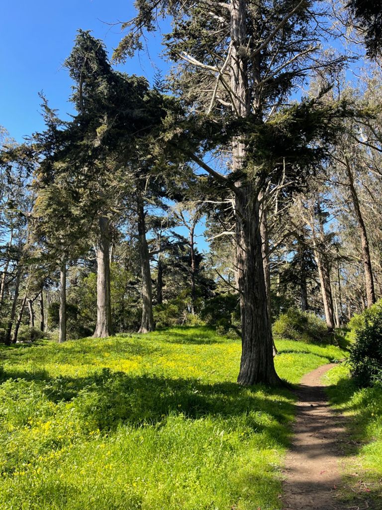 Butterlap (Presidio & Golden Gate Park) photo 9