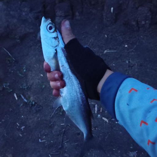 Чехо́нь — вид стайных полупроходных рыб семейства карповых, единственный вид рода Pelecus. Питается чехонь преимущественно насекомыми и их личинками, червями и молодью рыб.