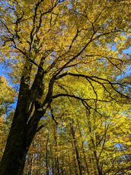 Boucle lac blanc  Hirschteine