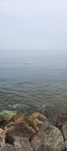 Local seal population