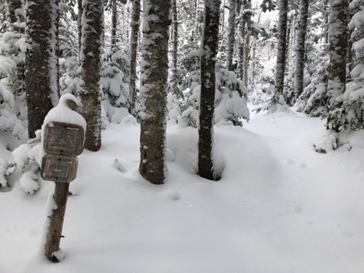 Last tentsite before reaching Davis Path