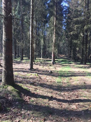 Niester Trail geheim Tipp aber lange wird ihn es nicht mehr geben schade 😢