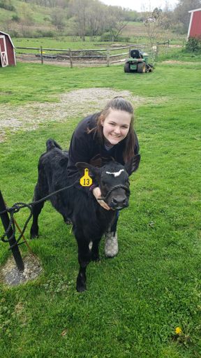 My niece's 1 month old calf Tippy