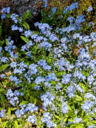 Crapahutage matinal dans les hautes vosges