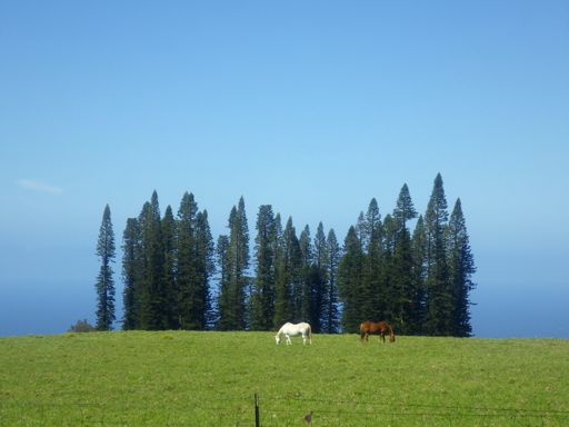 Horses in the field with Norfolk Pines