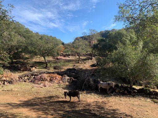 Donkeys far away ‘n’ ....