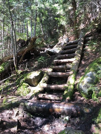 Old ladder steps, still holding strong