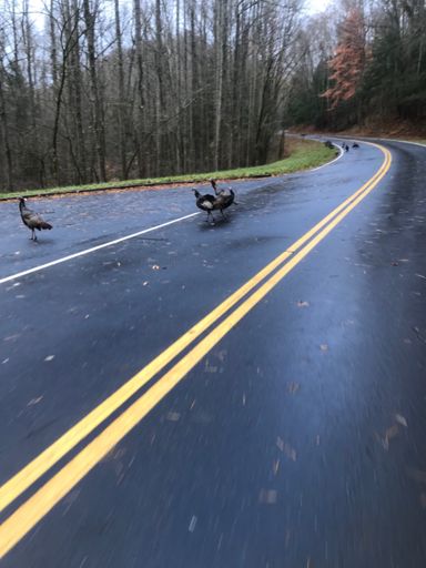 Safe for another year....