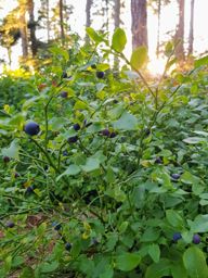 La saison des brimbelles commence ????