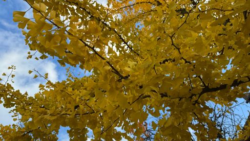 Der Ginko hat sich gelbgefärbt und wurde zum Hingucker in der Niehofer Straße in Alt-Hohenschönhausen.