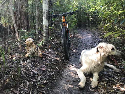 Who's scared of the puddy cat