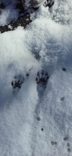 Raccoon tracks