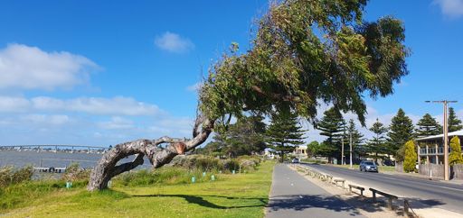 Prevailing Southerlies.