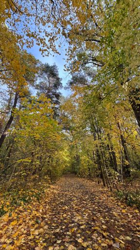 Herbststimmung im Naturpark „Fauler See“ an diesem vorletzten Oktobernachmittag. 🍃🍁