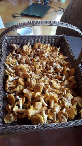 Pfifferlinge gesammelt mit dem MTB