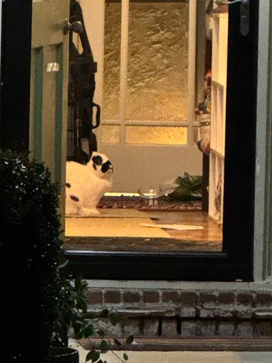 Dobby was  in the doorway when I got home