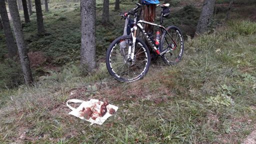 30 Minuten Steinpilze gesammelt