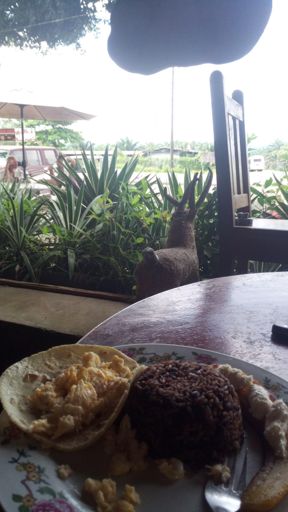 Frühstück in Costa Rica
Gallo Pinto. Reis mit Bohnen
Tortilla Rührei und Kochbanane