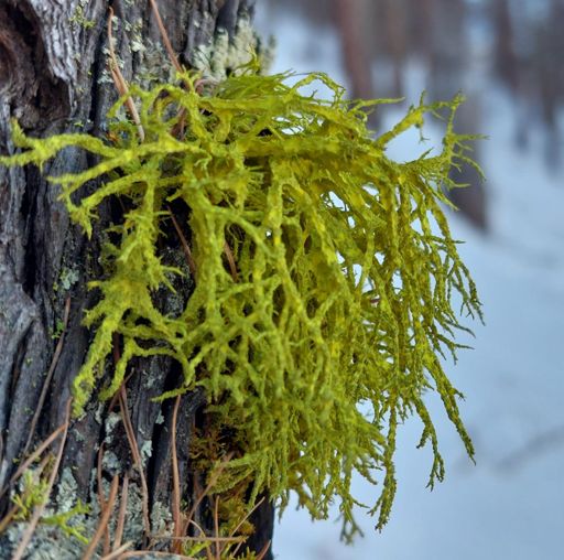Letharia vulpina